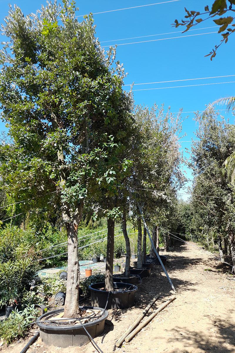 Lecci pronti per l'inserimento in giardino 