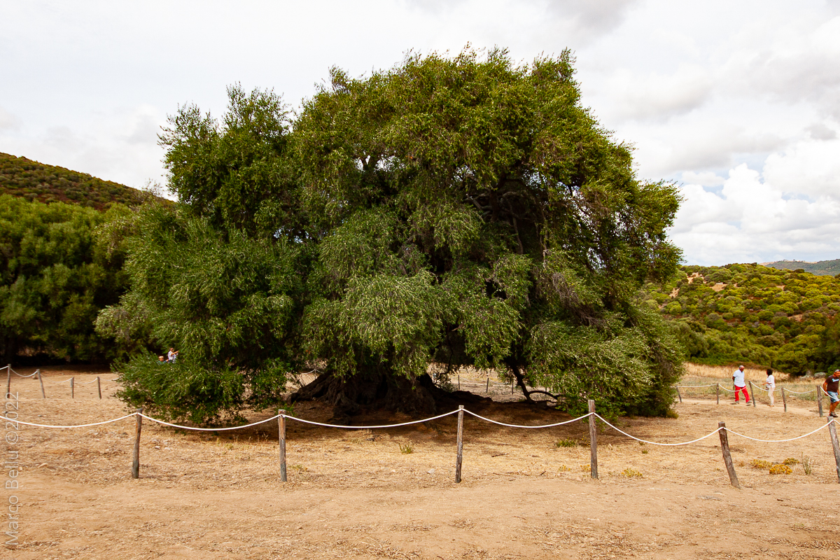 Olivo millenario nelle campagne di Luras in Sardegna