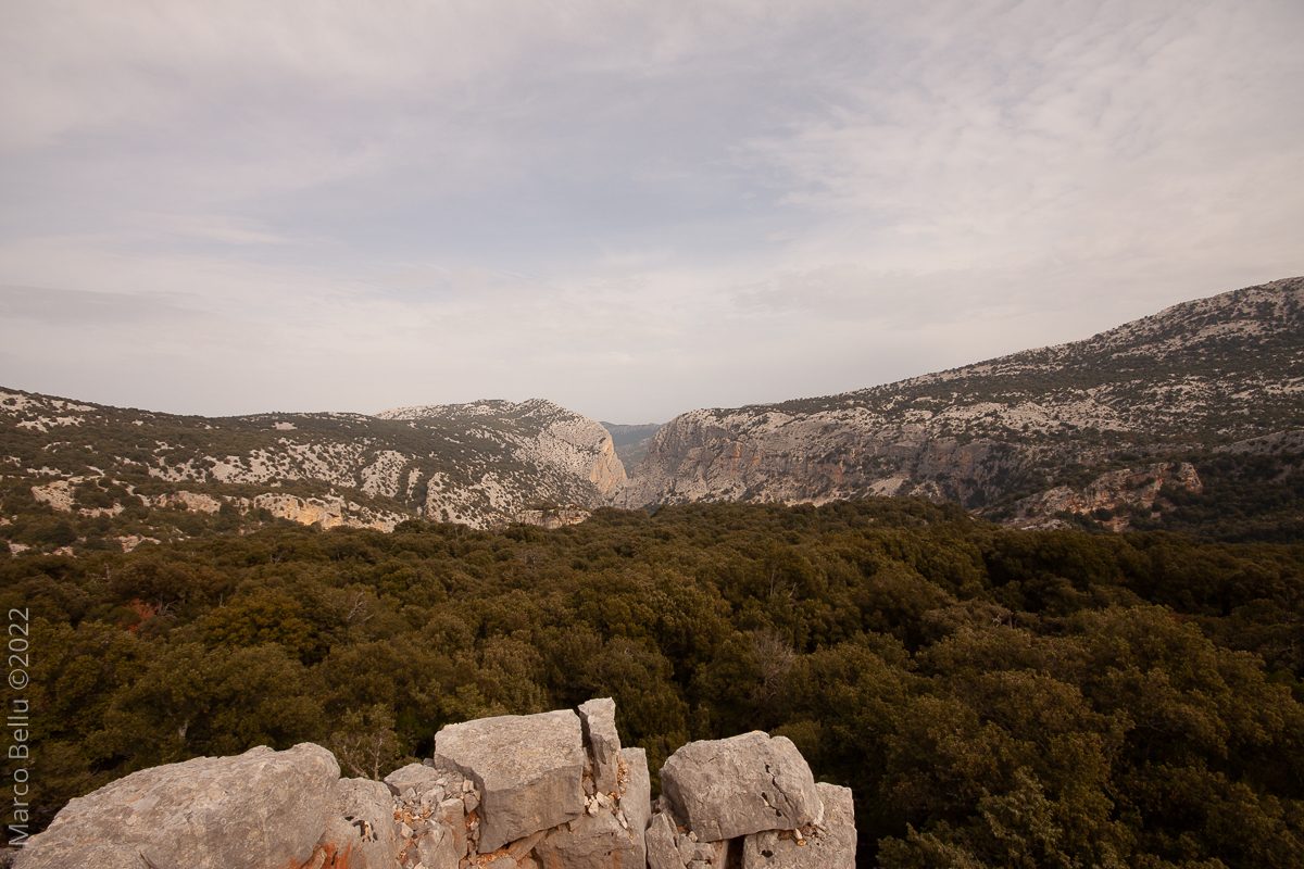 La foresta di leccio di Orgosolo in Sardegna