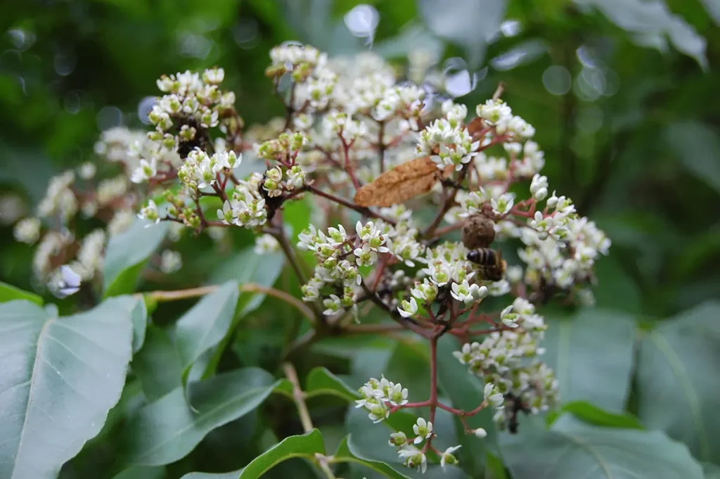 il fiore della Evodia Danielli