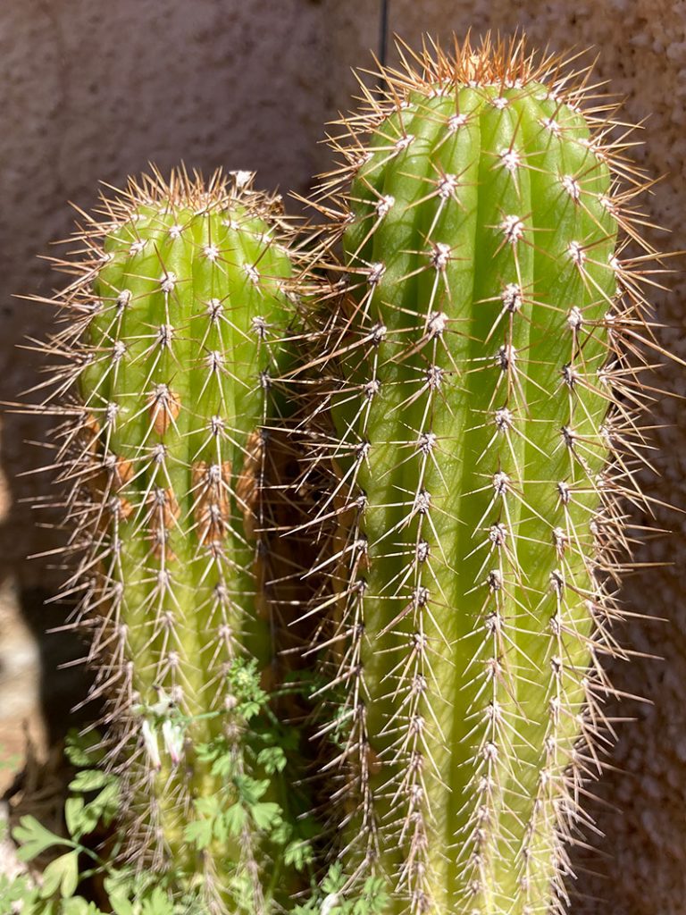 Esempio di pianta Grassa, un Cactus, parte della vasta famiglia delle succulente